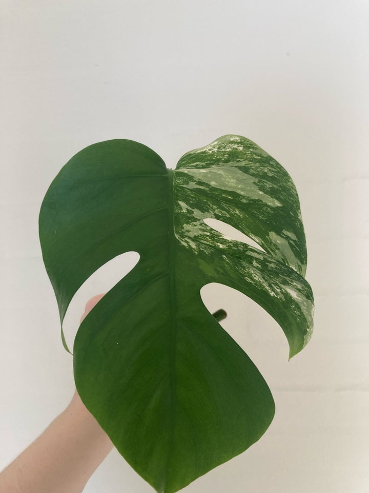 Monstera albo variegata Monstera