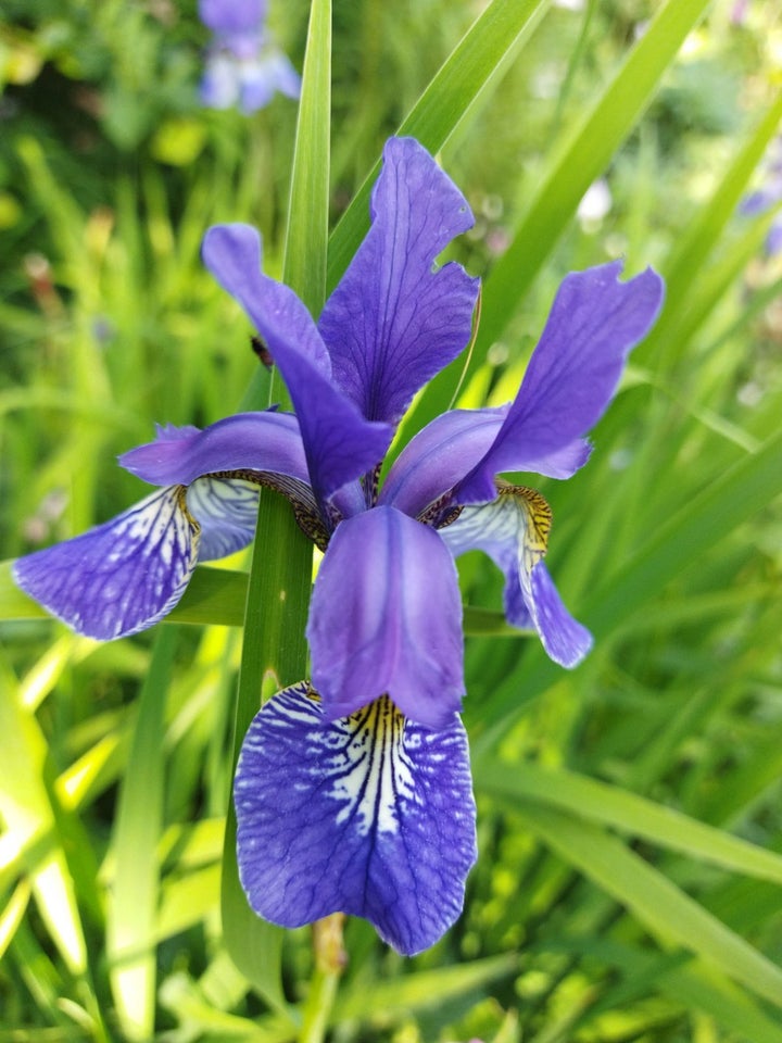 Staude Gul og blå Iris