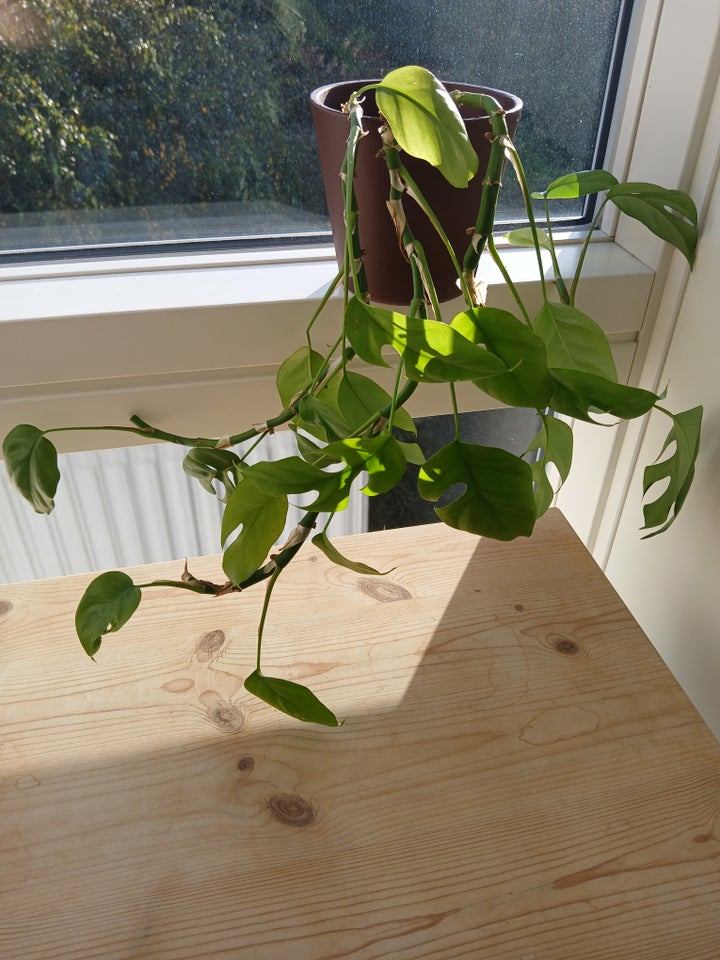 Stueplante,hængeplante, Mini