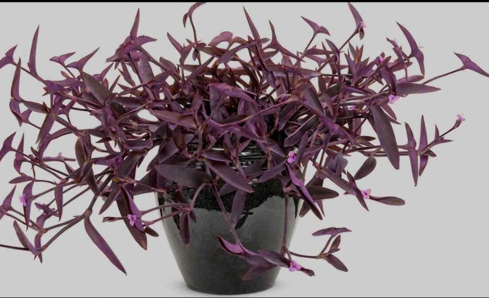 Stueplante, Tradescantia