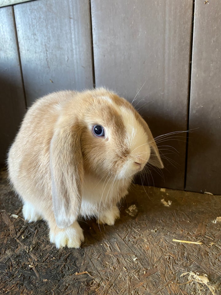 Kanin, Minilop HAN - Satin pels, 0 år