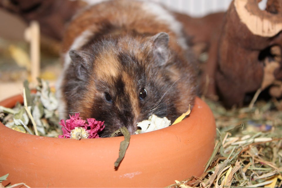 Hamster, Sorte båndet TTS, 0 år