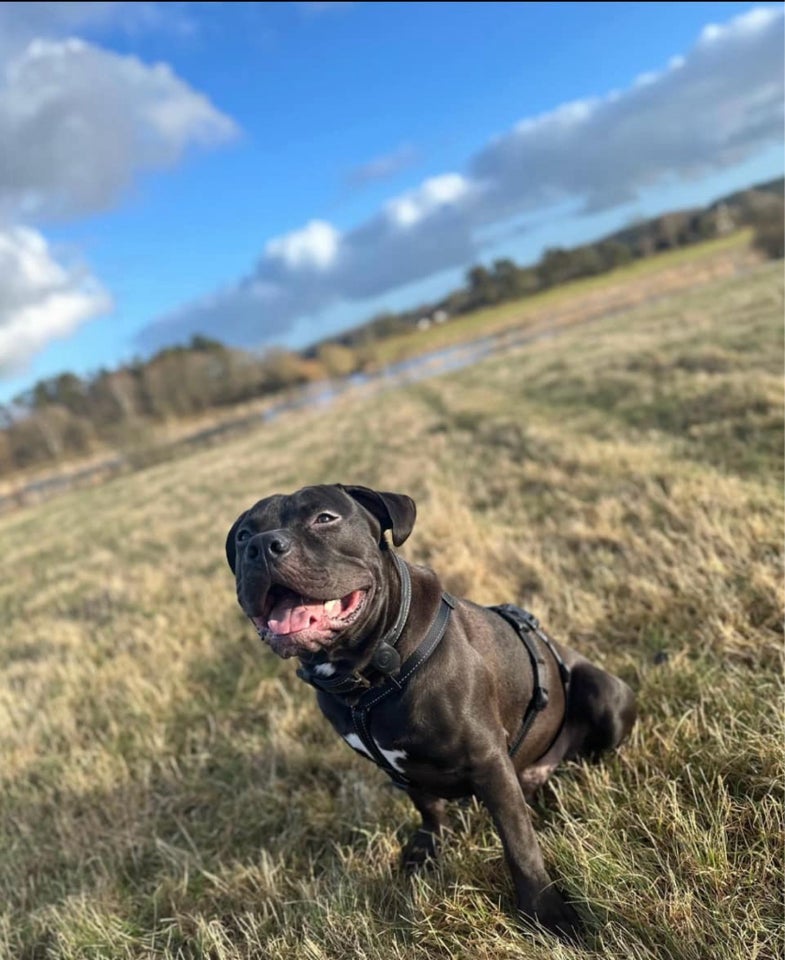 American bully, hund, 12 mdr.