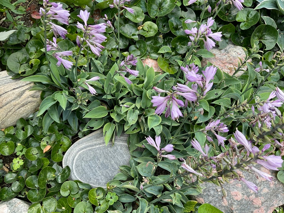 Staude Hosta