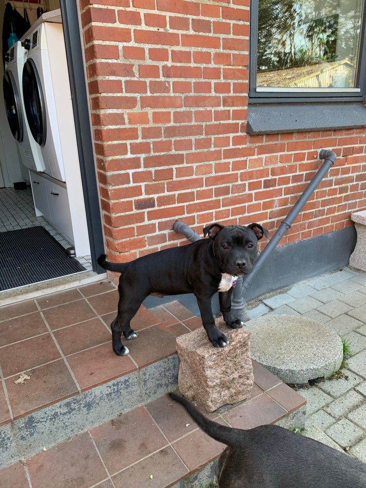 Staffordshire bull terrier, flere