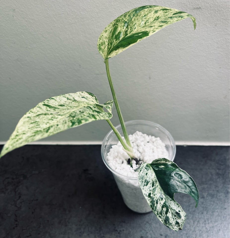 Stueplante  Monstera  Epipremnum