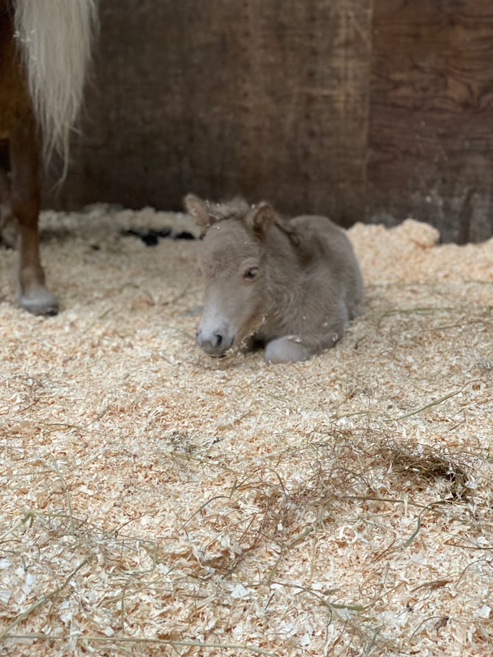 Shetlandspony hingst 0 år