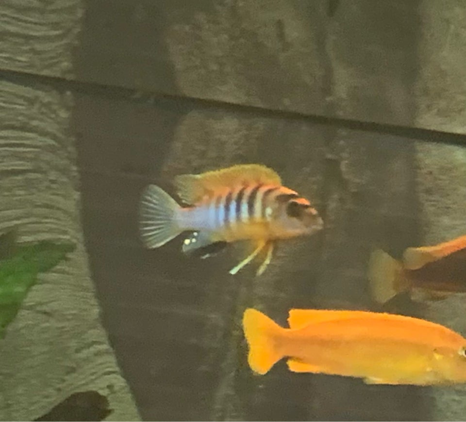 Labidochromis sp hongi cichlider