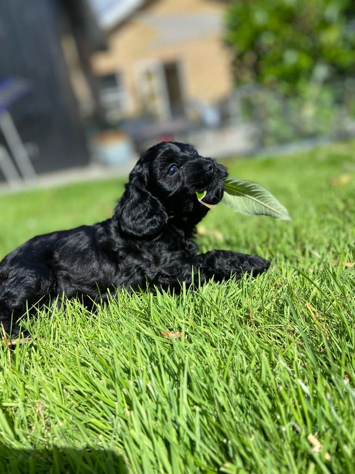 Cavapoo hvalpe 5 uger