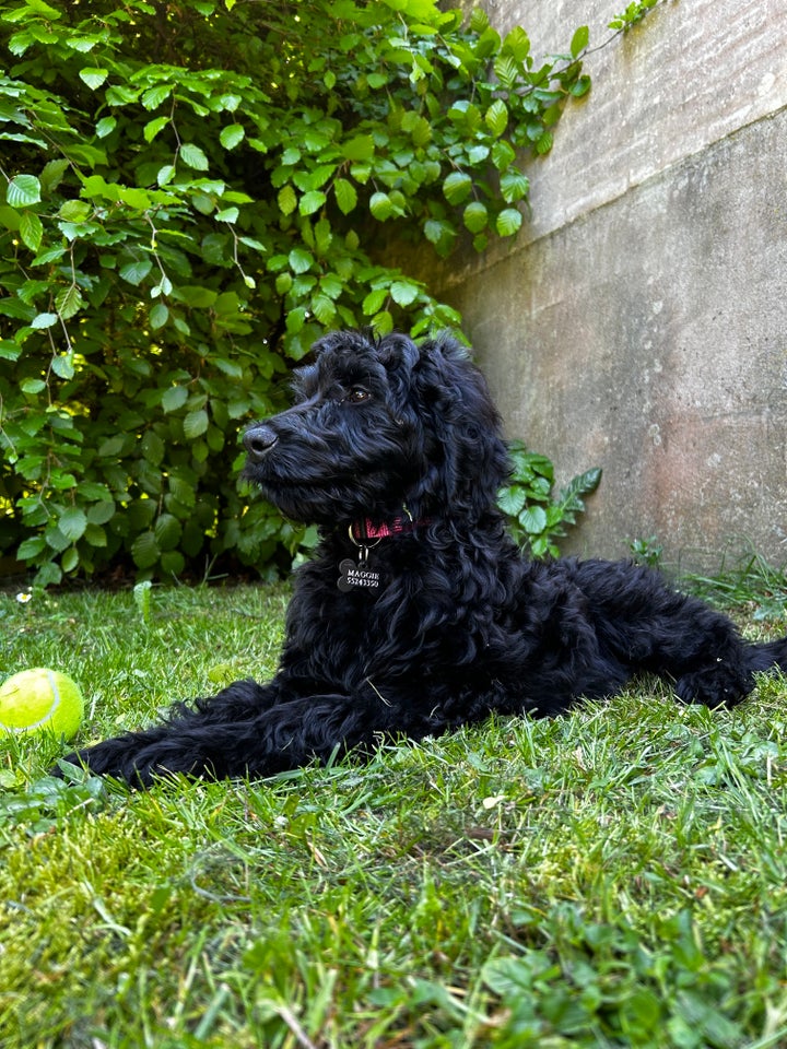 Kongepuddel, hund, 2 år