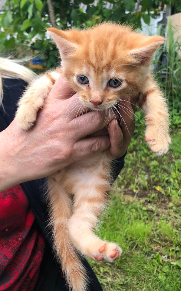 Hankilling Maine Coon blanding