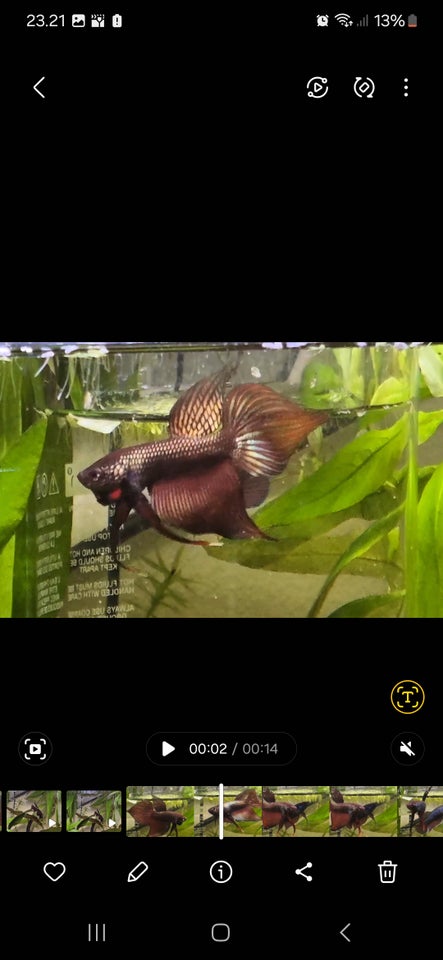 Copper Betta Smaragdina, 1 stk.