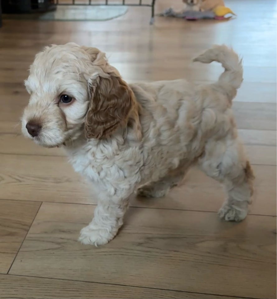 Cockerpoo cockapoo doodles 