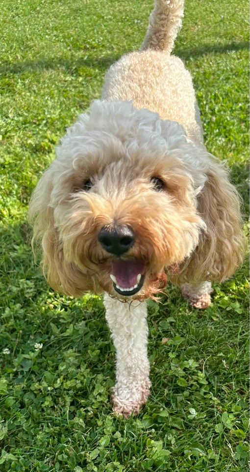 Cockerpoo cockapoo doodles 