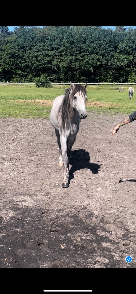 Welsh, vallak, 3 år