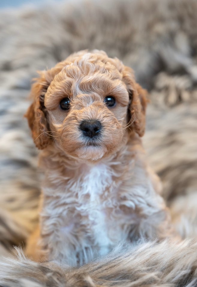 Cavapoo, hvalpe, 5 uger