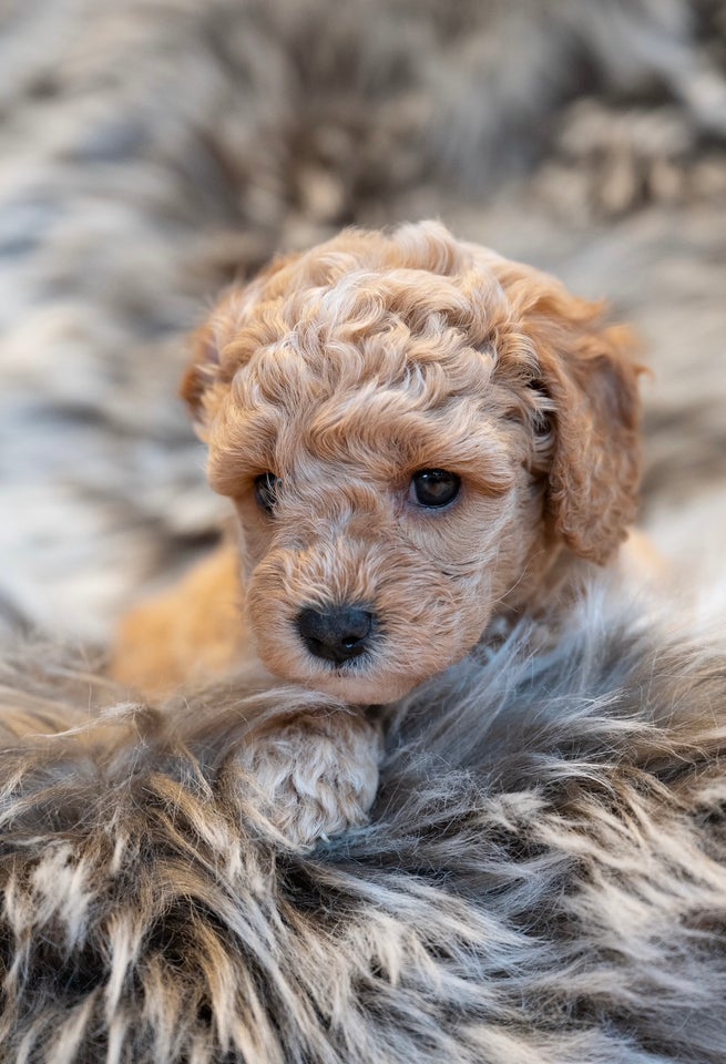 Cavapoo, hvalpe, 5 uger