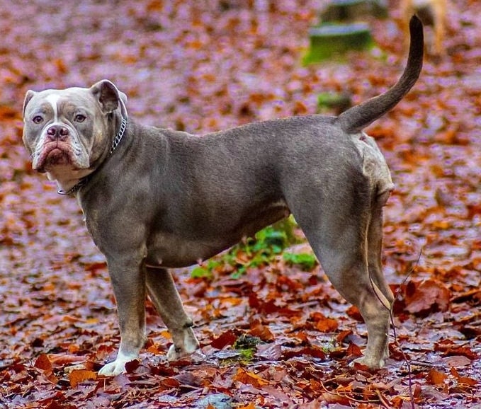 Old english bulldog  hund 5 år