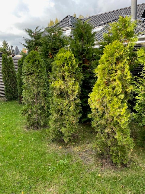 Thuja, Brabant