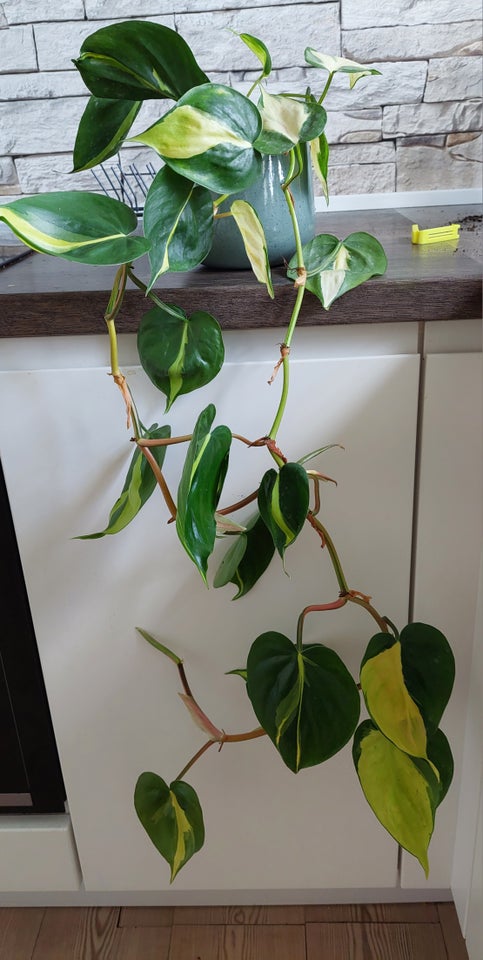 Philendron Brasil