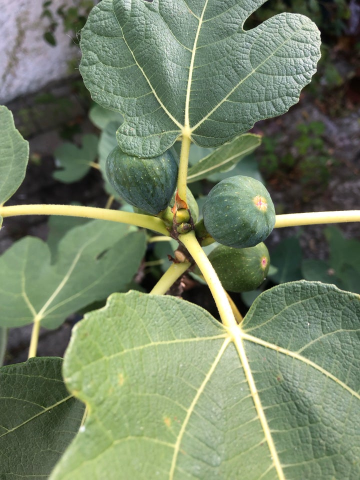 Øko plante, Bornholmsk figen