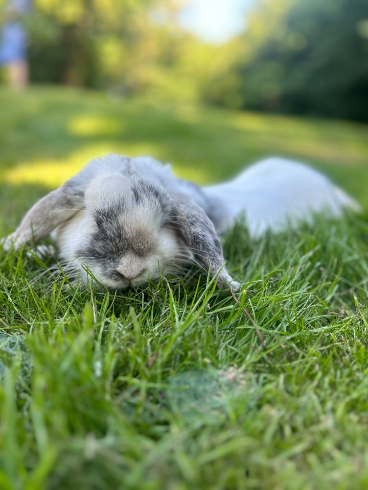 Kanin, Minilop, 1 år