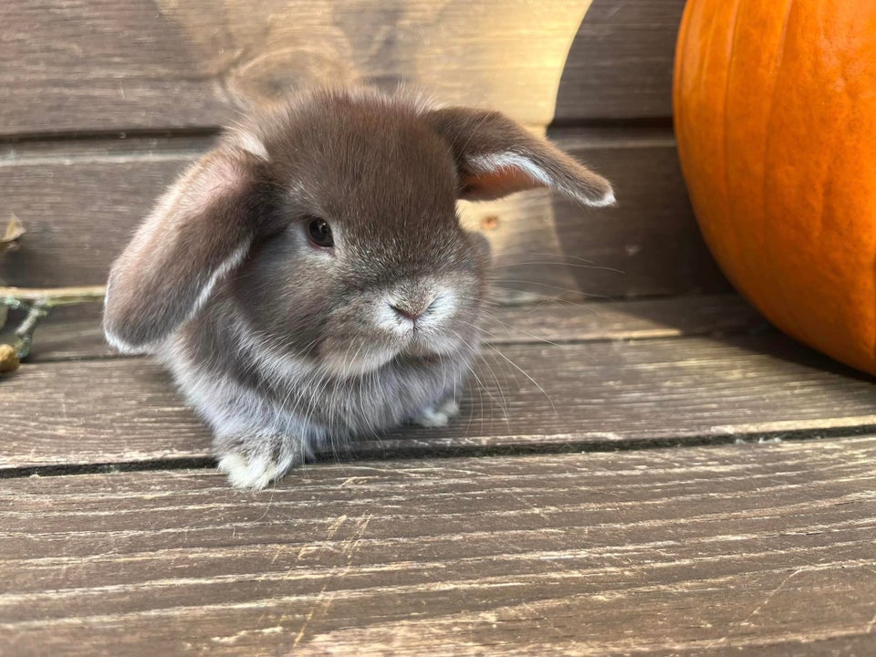 Kanin, Mini Lop, 0 år