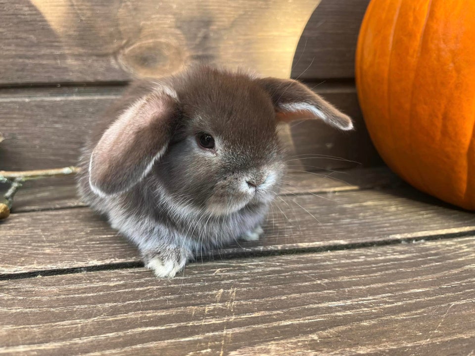 Kanin, Mini Lop, 0 år