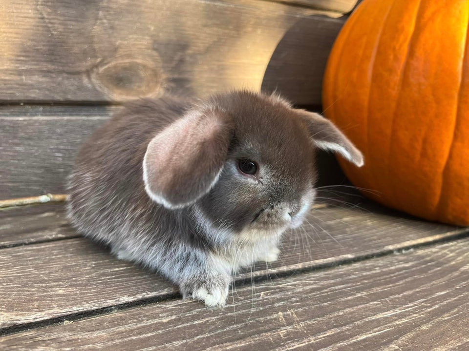 Kanin, Mini Lop, 0 år