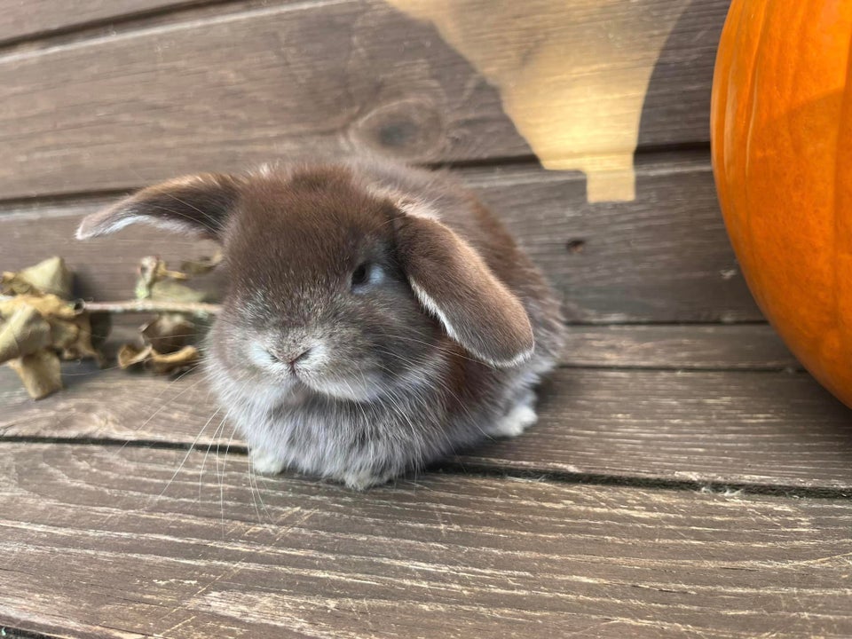 Kanin, Mini Lop, 0 år