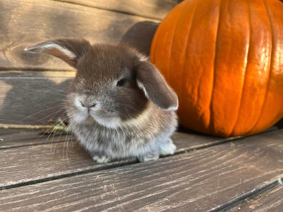 Kanin, Mini Lop, 0 år