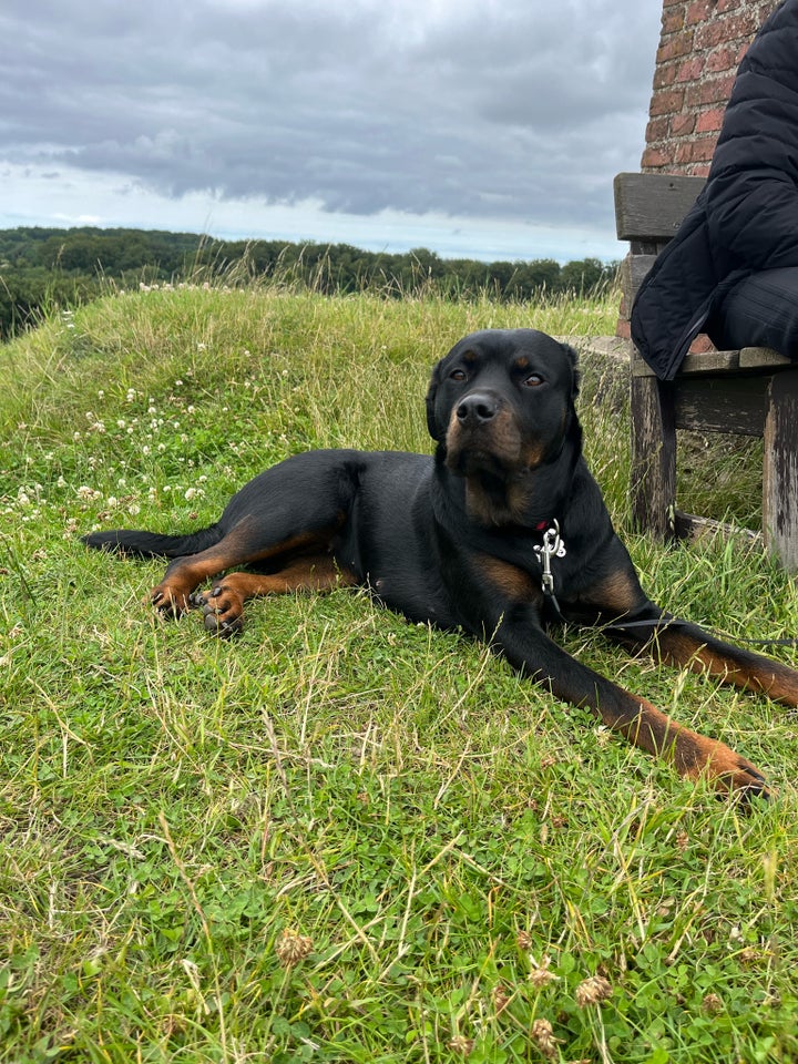 Rottweiler  hund 2 år