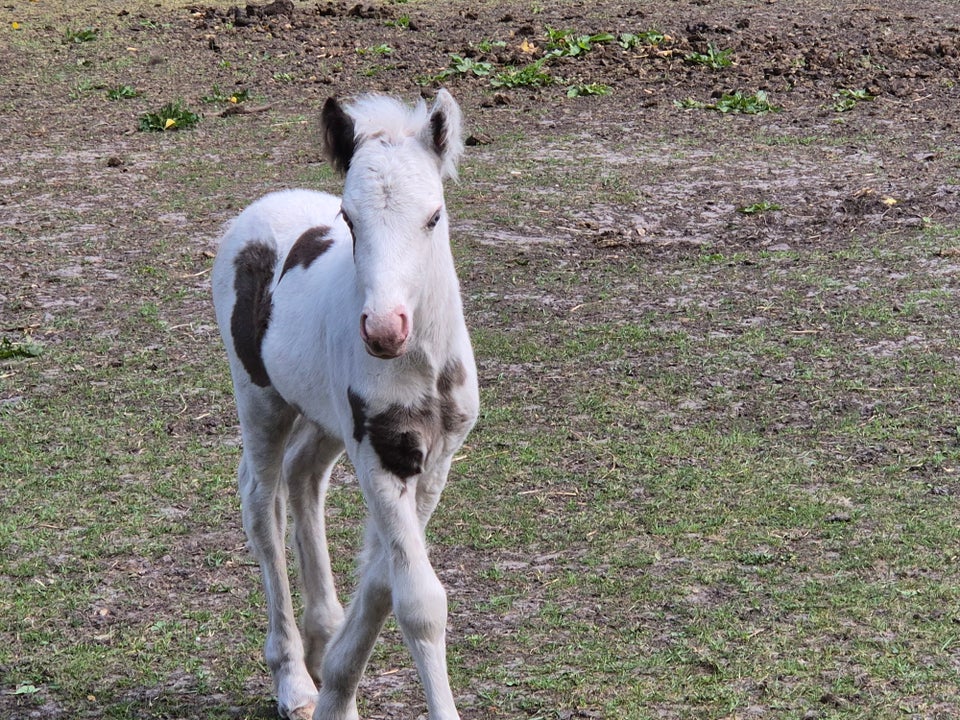 Irish Cob hingst 0 år