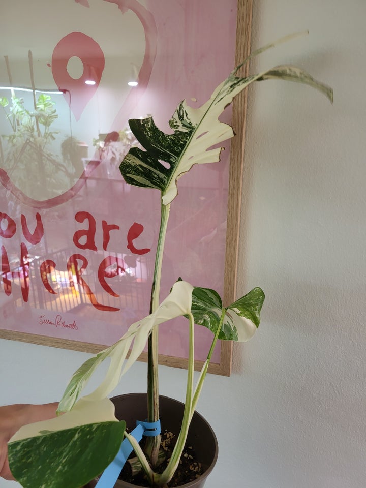 Monstera albo variegata / broget