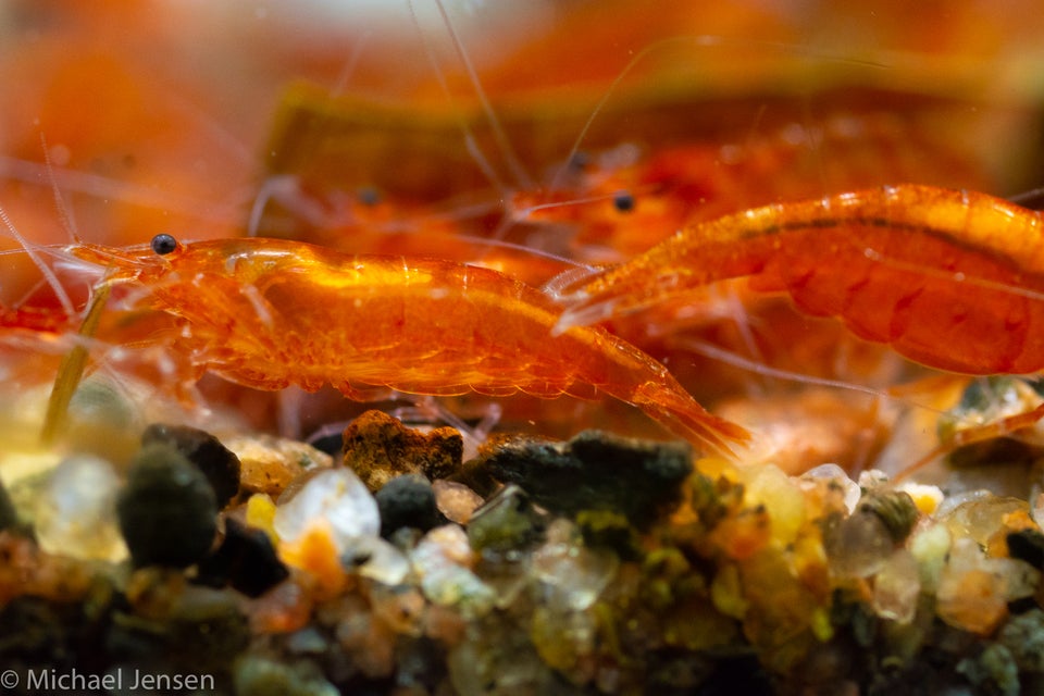 Amber Red Cherry Shrimp