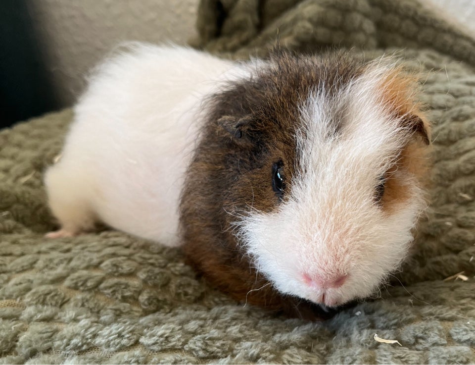 Marsvin, Teddy, 1 år