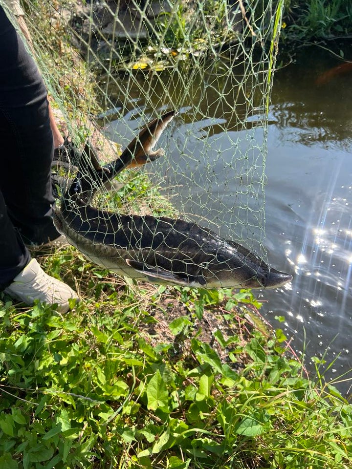 Koi karper, stør og andet, 10+ stk.