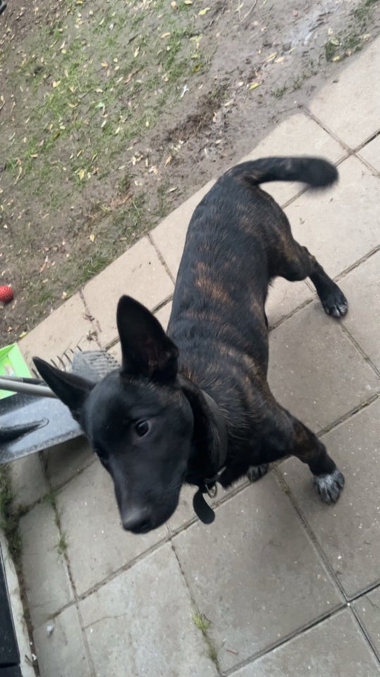 Malinois , hund, 18 år