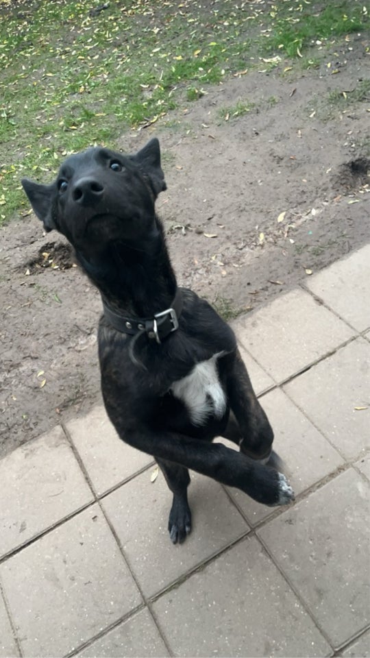 Malinois , hund, 18 år