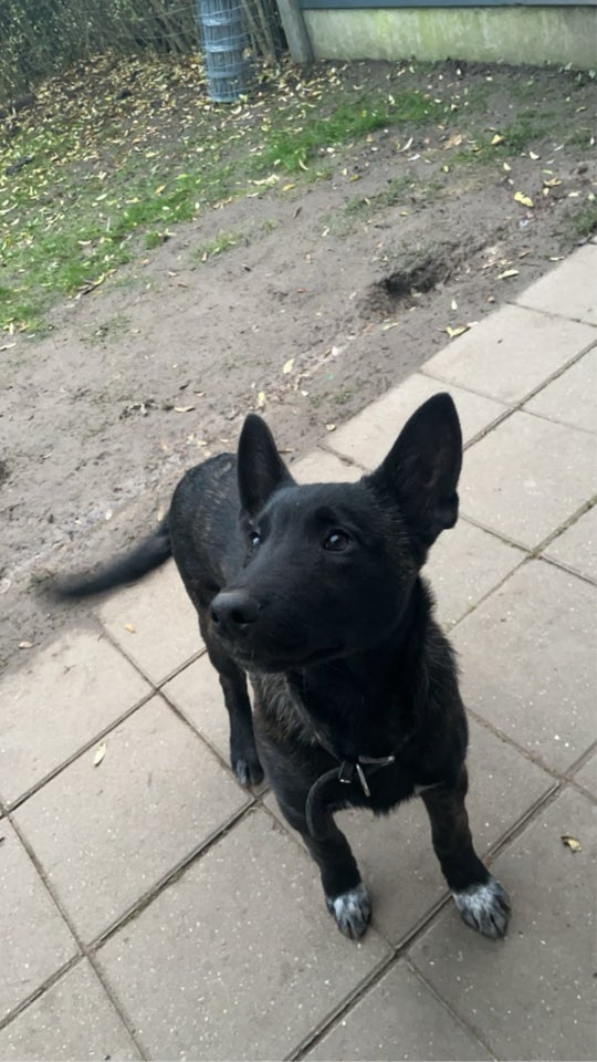 Malinois , hund, 18 år