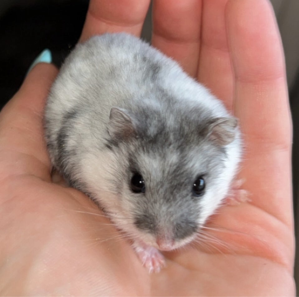 Hamster, Vinterhvid