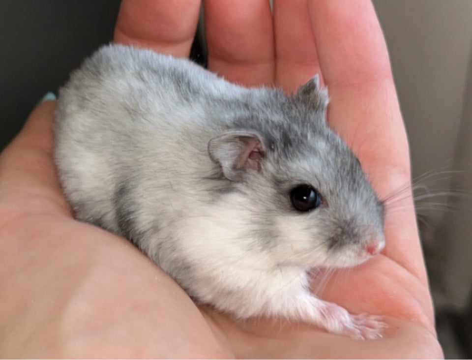 Hamster, Vinterhvid