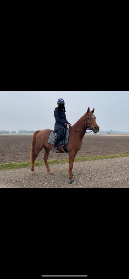 Arabisk fuldblod ox, vallak, 6 år