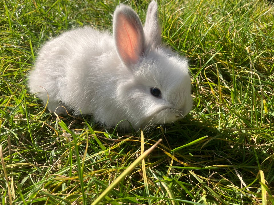 Kanin, Angora, 0 år