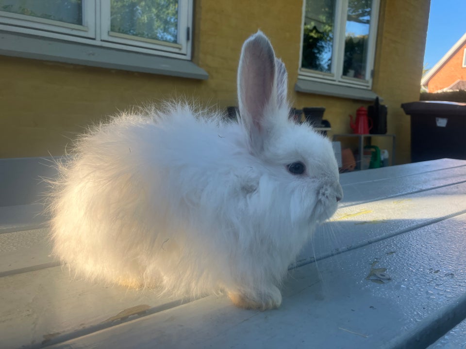 Kanin, Angora, 0 år