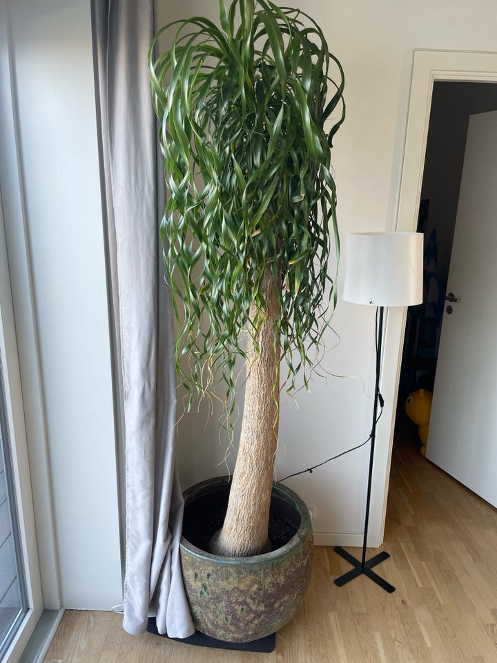 Træ/plante