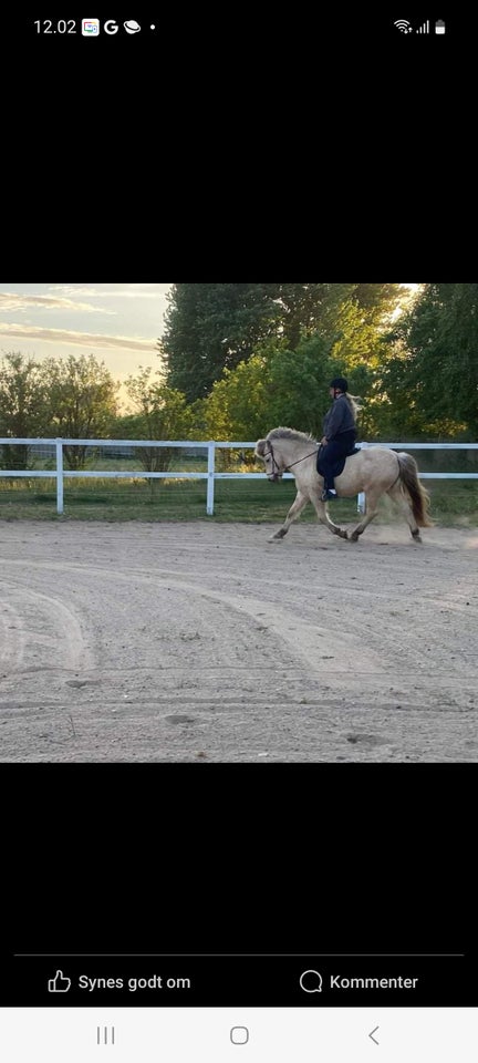 Islænder vallak 15 år