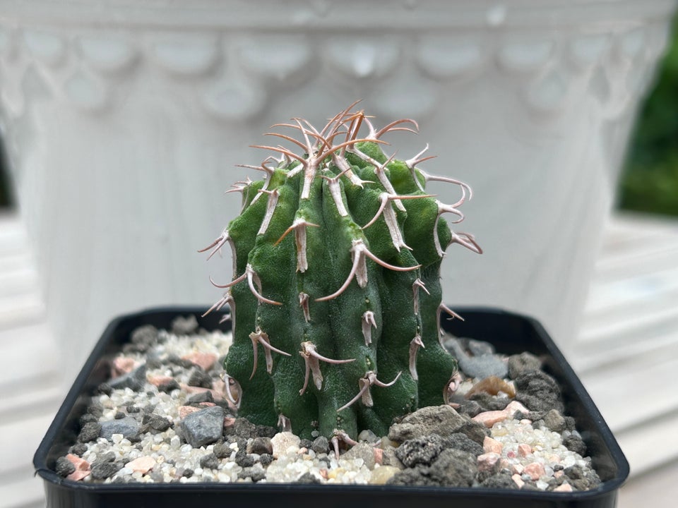 Sukkulent, Euphorbia columnaris