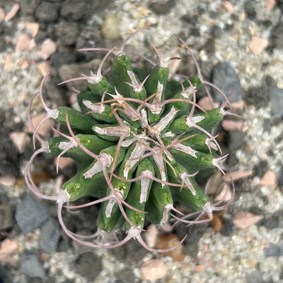 Sukkulent, Euphorbia columnaris