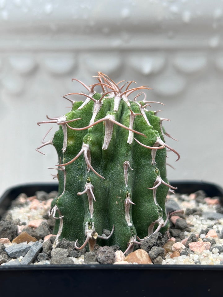 Sukkulent, Euphorbia columnaris